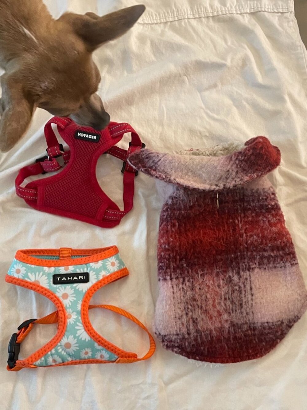 Extra small XS dog harness and coat